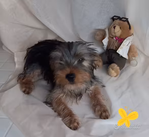  cuccciolo yorkshire  terrier 