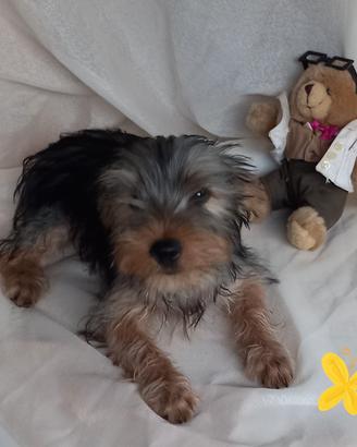  cuccciolo yorkshire  terrier 