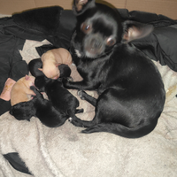Chihuahua