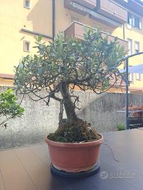 Bonsai di Olivo