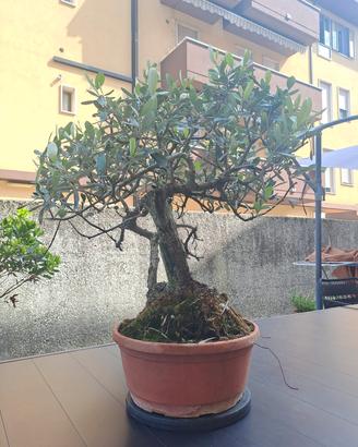 Bonsai di Olivo