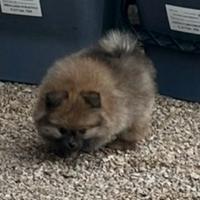 Spitz di pomerania