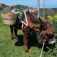 Vendita asino ragusano