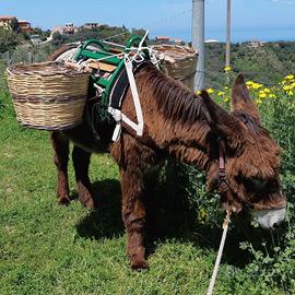 Vendita asino ragusano