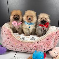 CUCCIOLI Volpino pomerania TOY 2 mesi