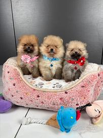 CUCCIOLI Volpino pomerania TOY 2 mesi