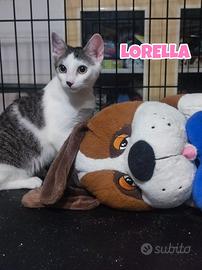 Lorella gattina biancogrigia di 4 mesi