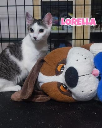 Lorella gattina biancogrigia di 4 mesi