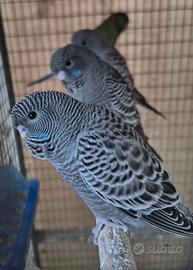 Black face e Black wing