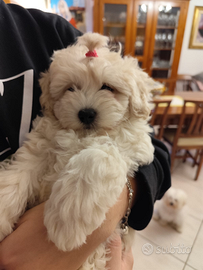 Cagnolina Cucciola Maltipoo