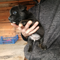 Cucciola femmina taglia piccola