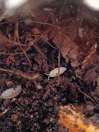 Trichorhina tomentosa, ONISCHI TROPICALI