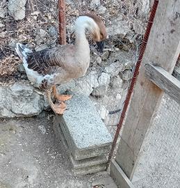 Oca cignoide