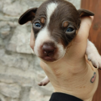 Cuccioli di bassotto