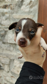 Cuccioli di bassotto