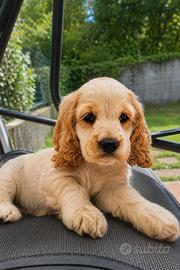 Cuccioli di cocker spaniel
