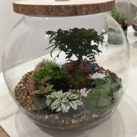 Terrarium piante tropicali