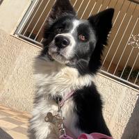 Border collie in arrivo