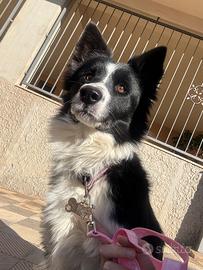 Border collie in arrivo