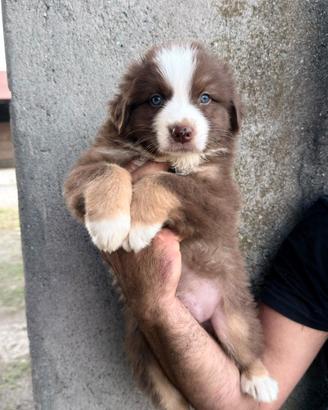 Cucciolo pastore australiano