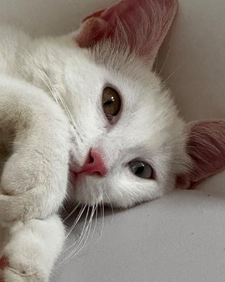 Gatto angora