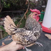 Galline sebright