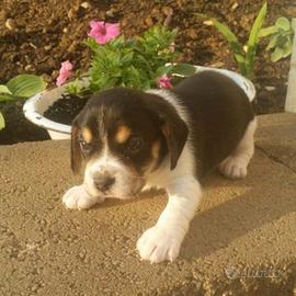 Cavalier king e bassotto cioccolato nano