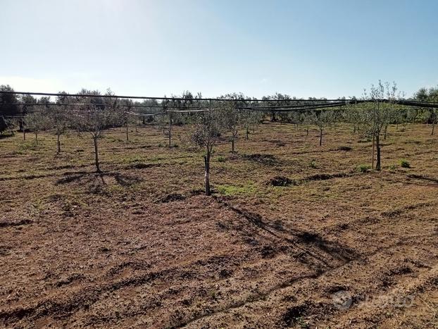 Terreno agricolo irriguo a Canosa