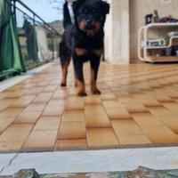 Cucciola di rottweiler
