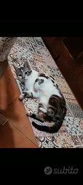 Gatto AXEL
