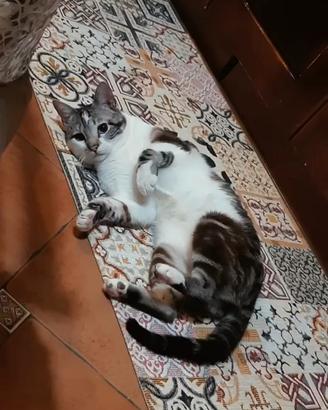 Gatto AXEL