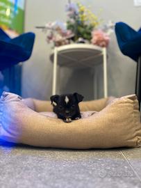 Chihuahua black & white toy mini