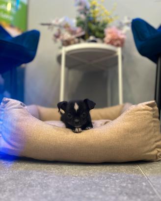 Chihuahua black & white toy mini