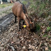 Capre camosciata delle Alpi originali