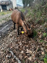 Capre camosciata delle Alpi originali