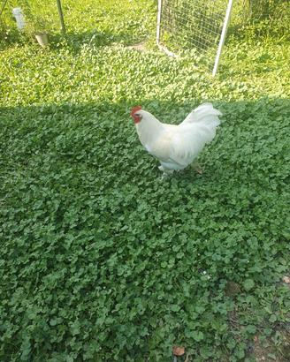 Gallo razza Brahma
