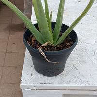 Piante di Aloe