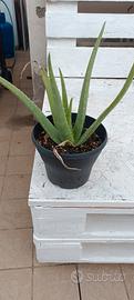 Piante di Aloe