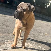 Cane corso
