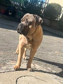 Cane corso