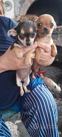 Cuccioli di pincher