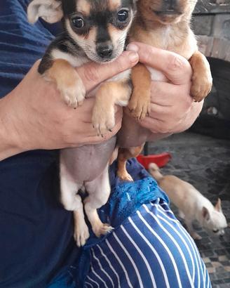 Cuccioli di pincher