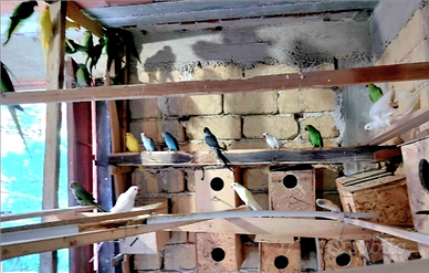 Pappagalli che parlano