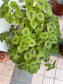 Pianta coleus grande e rigogliosa