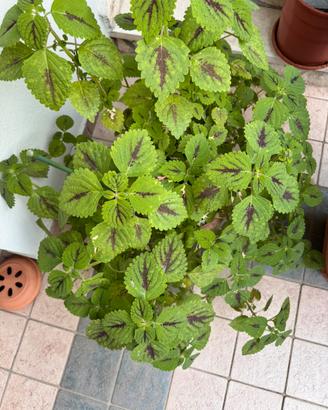 Pianta coleus grande e rigogliosa