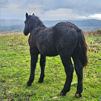 Puledra percheron