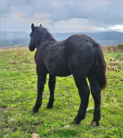 Puledra percheron