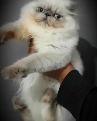 Gatto blue point