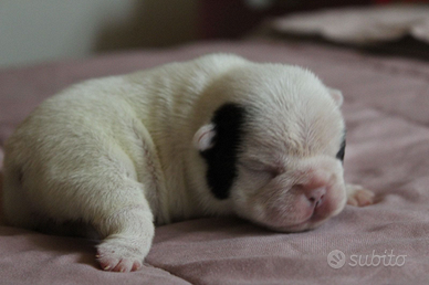 Cucciole femmine di Bulldog francese enci