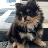 Volpino di Pomerania - puppy